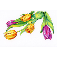 Spectrum Noir Discovery Kit Illustration (SPECN-DISC-ILL)